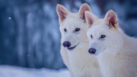 Hatalmasra nőttek a génszerkesztéssel létrehozott óriásfarkasok