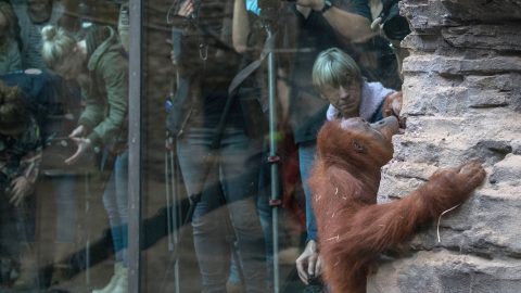 Elszabadultak az orangutánok a frankfurti állatkertben, kimenekítették a látogatókat