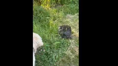 Aligátorteknős garázdálkodik Csepelen