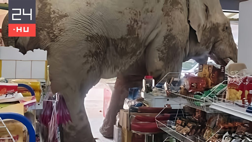 Éhes elefánt tört be egy élelmiszerboltba Thaiföldön
