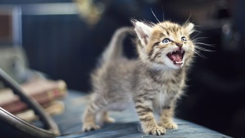 Bicikli után kötve vonszoltak 8 és 13 éves gyerekek egy kölyökmacskát