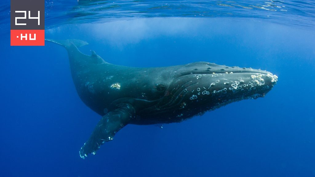 Bajba jutott bálnán segített egy csapat delfin