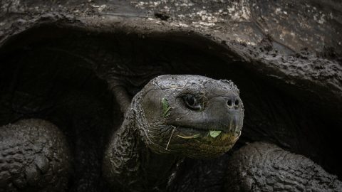 Százharmincöt év és számos próbálkozás után kikelt Góliát, a teknős első utódja