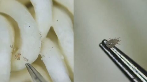 Újra felbukkant a videó, amelyben mikroszkóp alatt mutatják meg az instant tésztán mászkáló atkákat