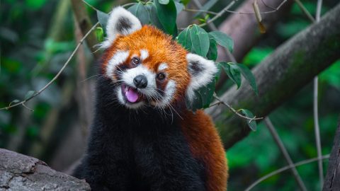 Ebben a hotelben vörös pandák ébresztik a vendégeket