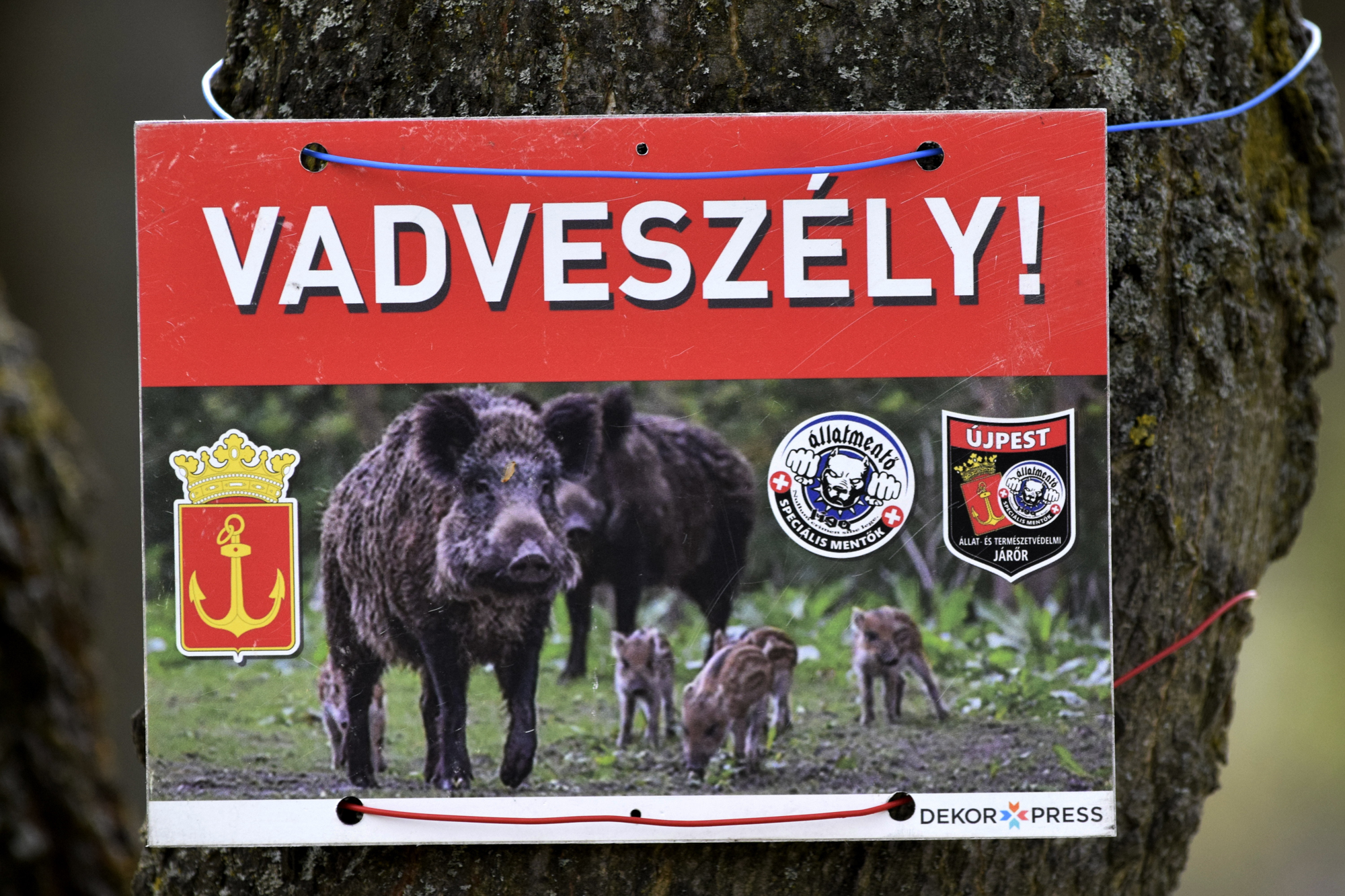 Mit lehet tenni, ha zavar, hogy vaddisznók jönnek szembe Budapest utcáin? 1