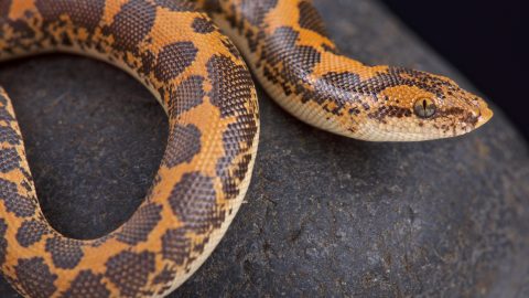 16 élő kígyót rejtett a poggyászába egy Indiában lefülelt utas