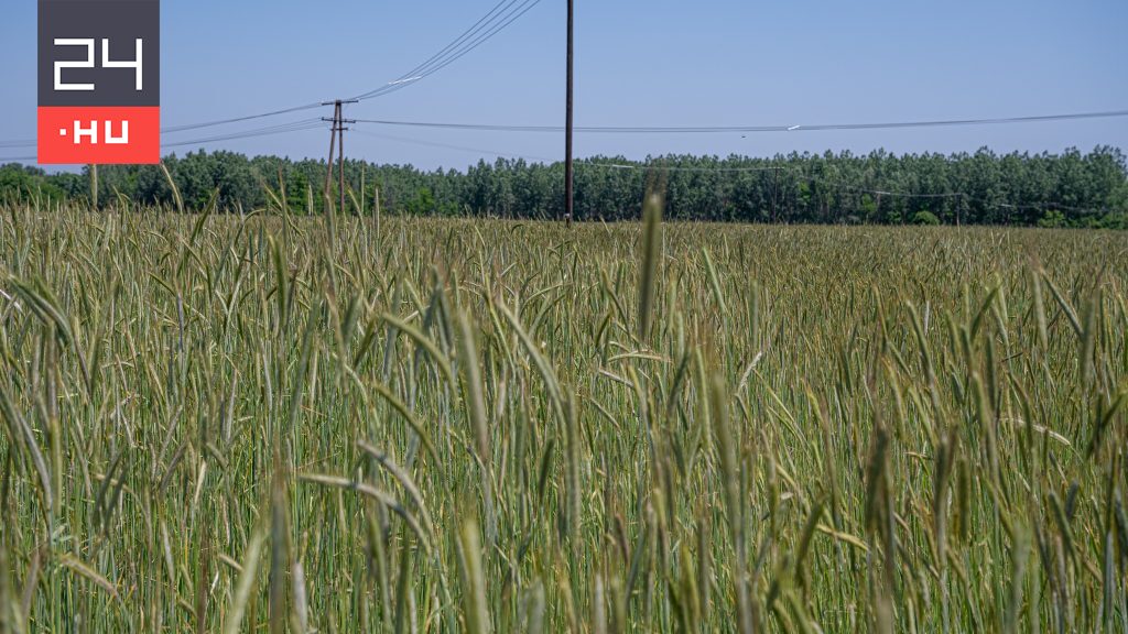 Durván megvágnák az EU-s agrártámogatásokat, főleg a nagyobb gazdaságoknál
