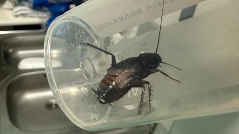 Kulja András fotókat posztolt arról, hogy csótányok lepték el a Péterfy utcai kórházat