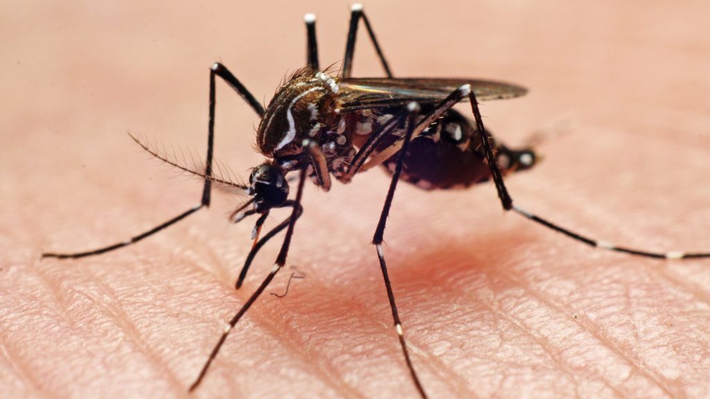 Figyelmeztetést adott ki a WHO a chikungunya-láz miatt