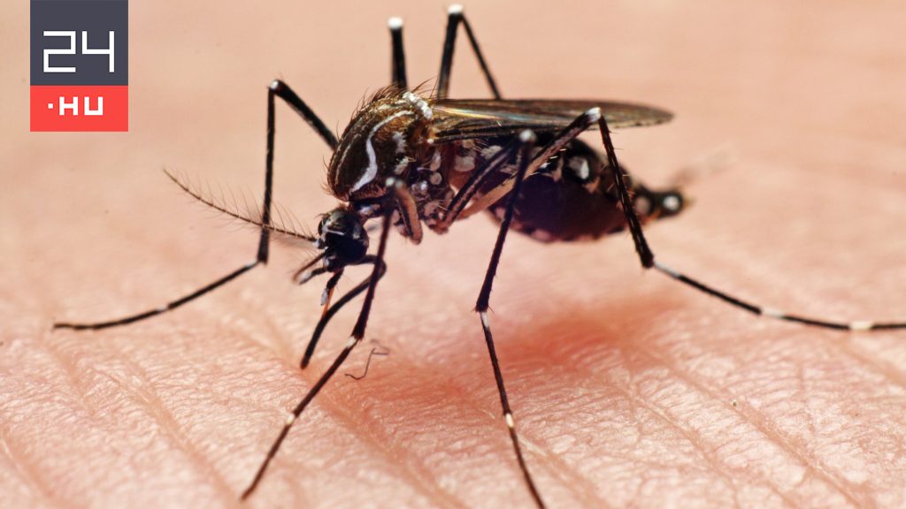 Figyelmeztetést adott ki a WHO a chikungunya-láz miatt