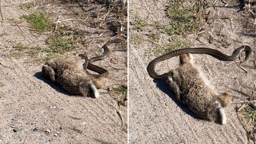 Videón, amint méretes nyulat terít le egy keresztes vipera