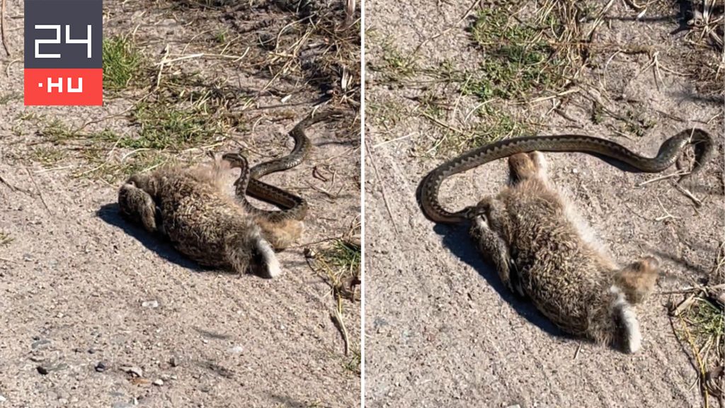 Videón, amint méretes nyulat terít le egy keresztes vipera