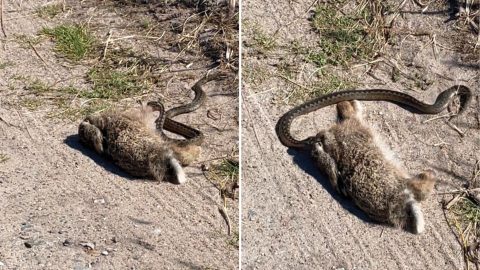 Videón, amint méretes nyulat terít le egy keresztes vipera