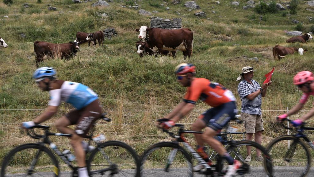 Fertőző szarvasmarha-betegség miatt átszabták a Tour de France útvonalát