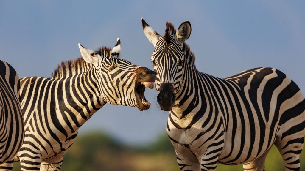 Egy gyereket és két felnőttet is megsebesített egy elszabadult zebra Belgrádban