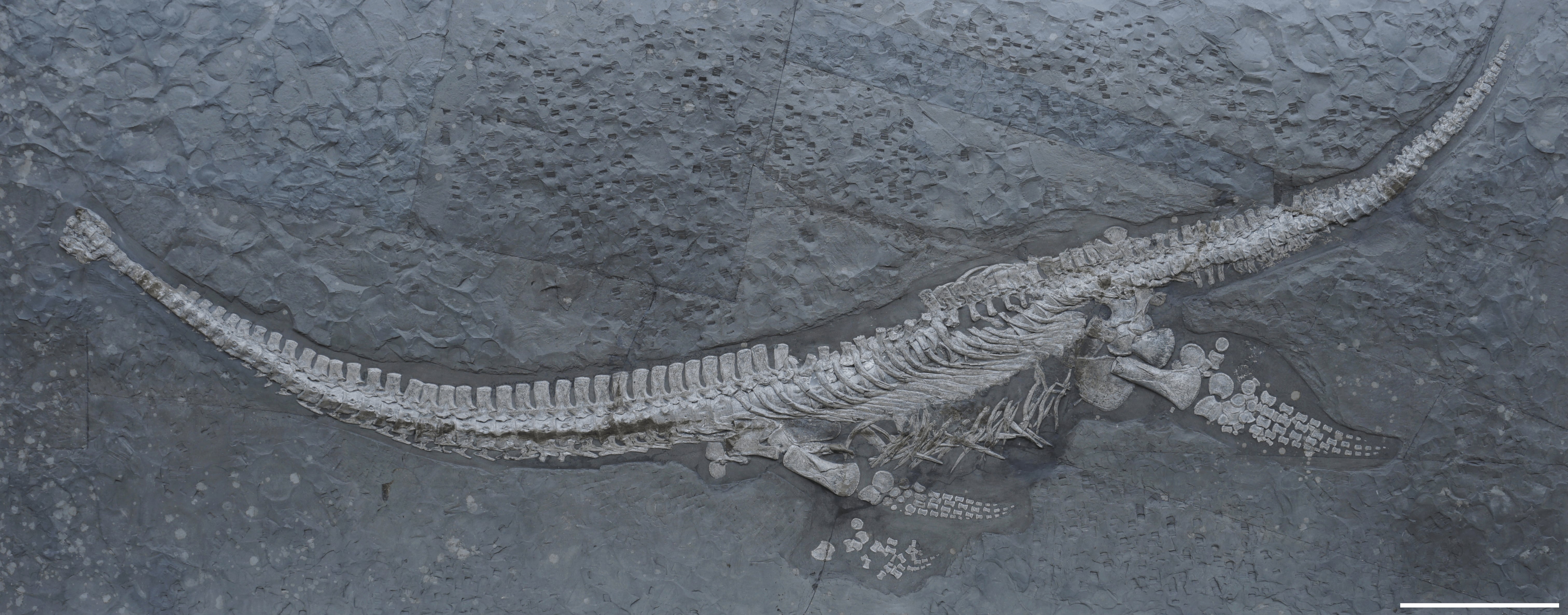 Hatalmas tengeri ragadozók új faját azonosították 1