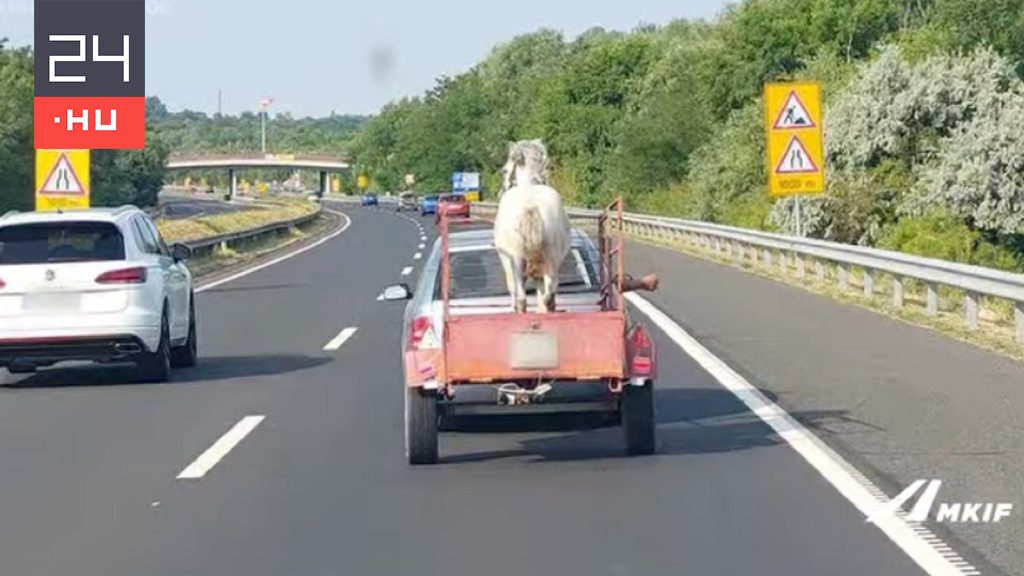 Utánfutón szállítottak egy lovat az M7-esen, az állat rögzítve sem volt