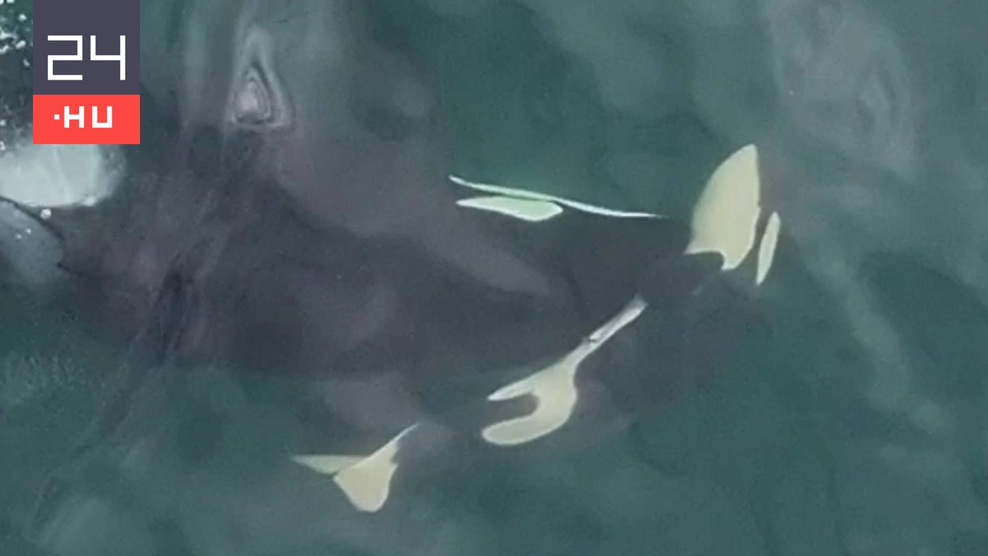 Halott újszülöttjét hordozza egy gyászoló kardszárnyú delfin