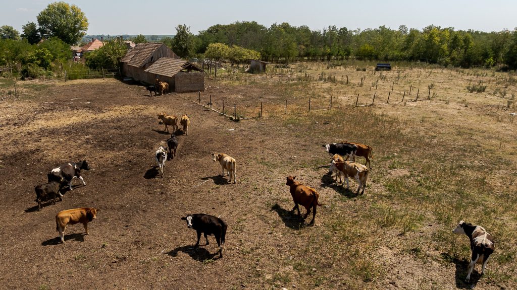Elvette a legelőket a Balaton-felvidéki Nemzeti Park a gulyásoktól Somogyszentpálon