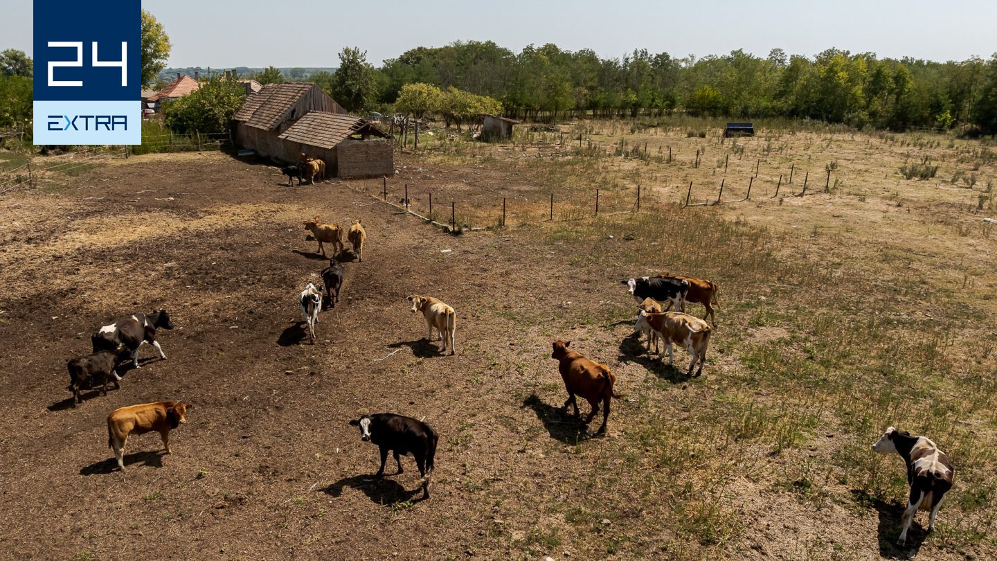 Elvette a legelőket a Balaton-felvidéki Nemzeti Park a gulyásoktól Somogyszentpálon