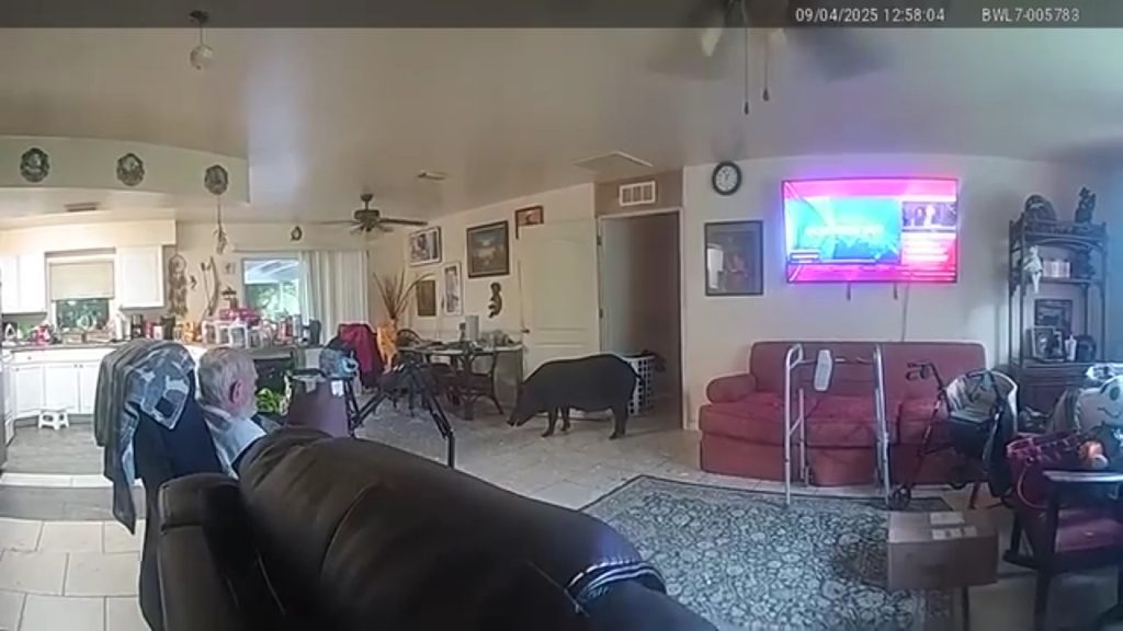 Vaddisznó tört be egy házba és támadt rá a kutyára – videó