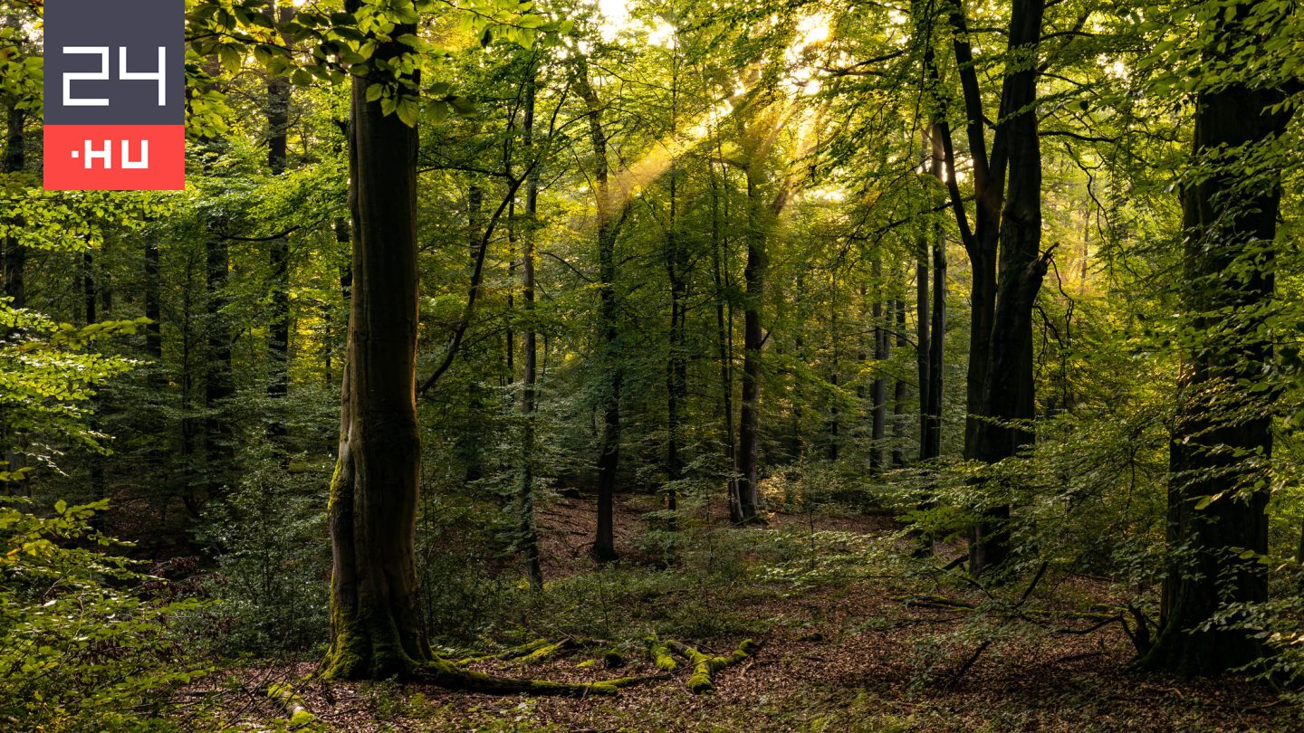 Aggasztó ütemben pusztulnak a fák világszerte