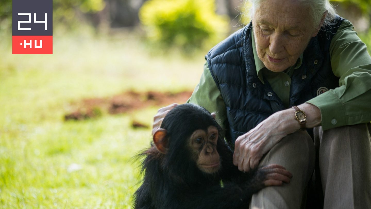 Budapesten tartanak megemlékezést Jane Goodall tiszteletére