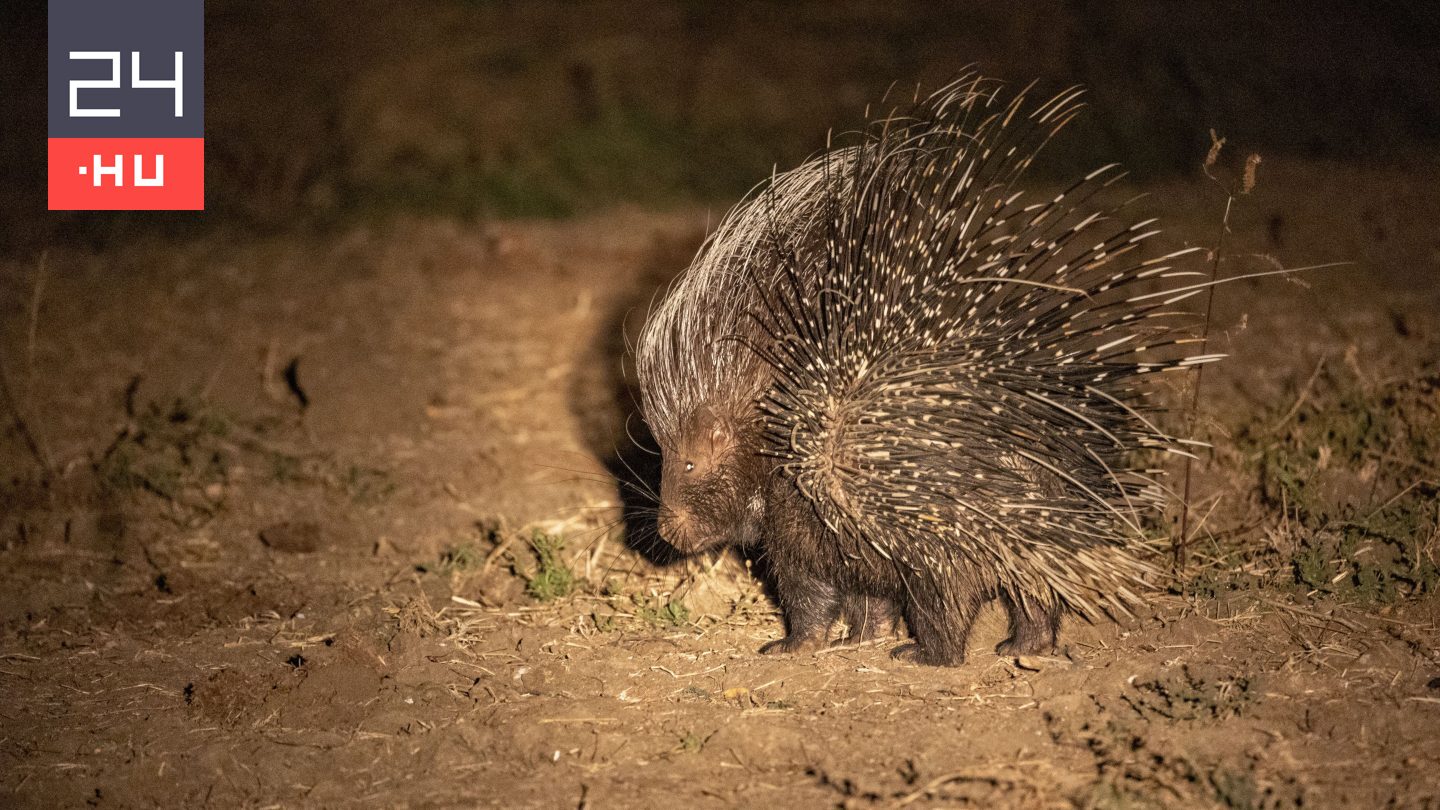 Eltűnt egy egzotikus állat a jászberényi állatkertből