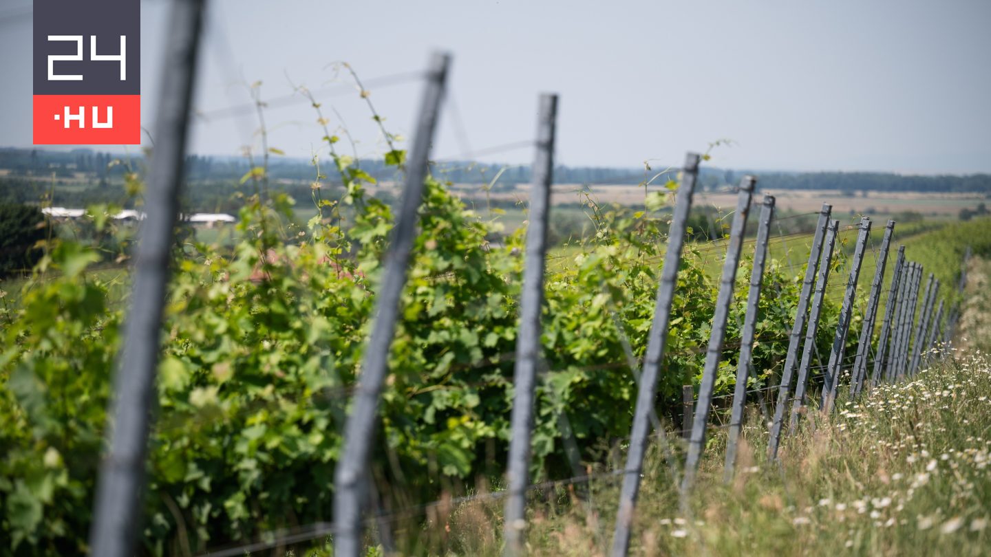 Tokajban is megjelent az aranyszínű sárgaság, már 20 borvidék fertőzött