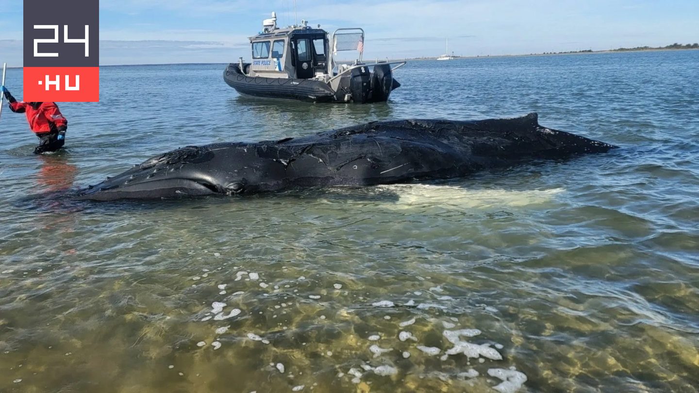 Fiatal tengeri óriást mosott partra a tenger