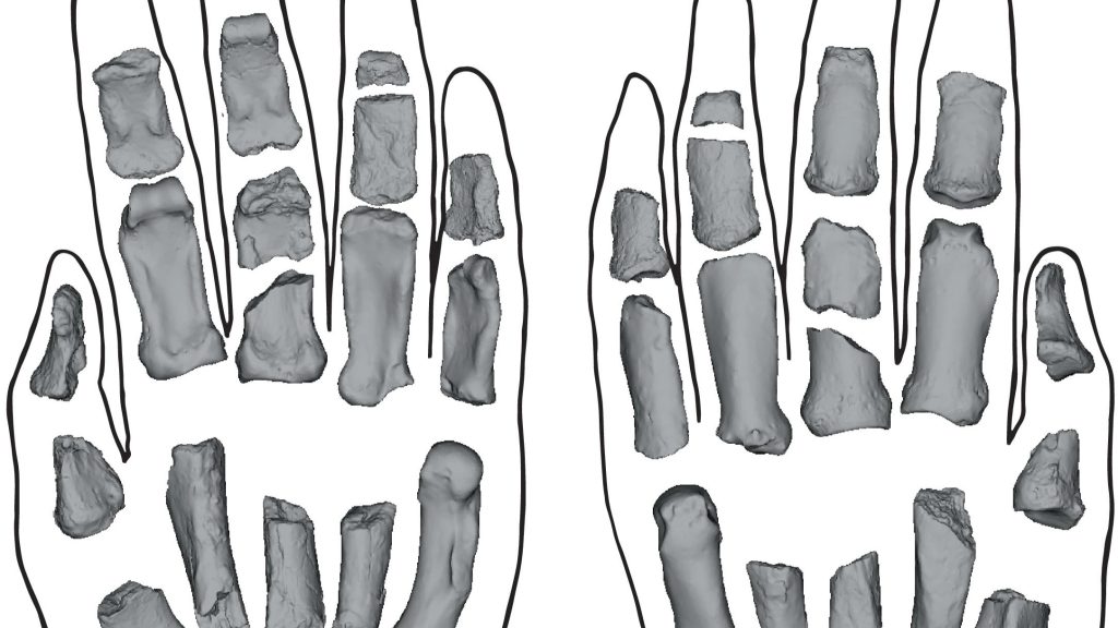 Ősi rokonunk másfél millió éves kézfejére bukkantak