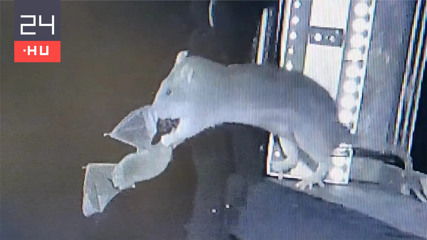 Videó: a levegőben kapják el a patkányok a repülő denevéreket