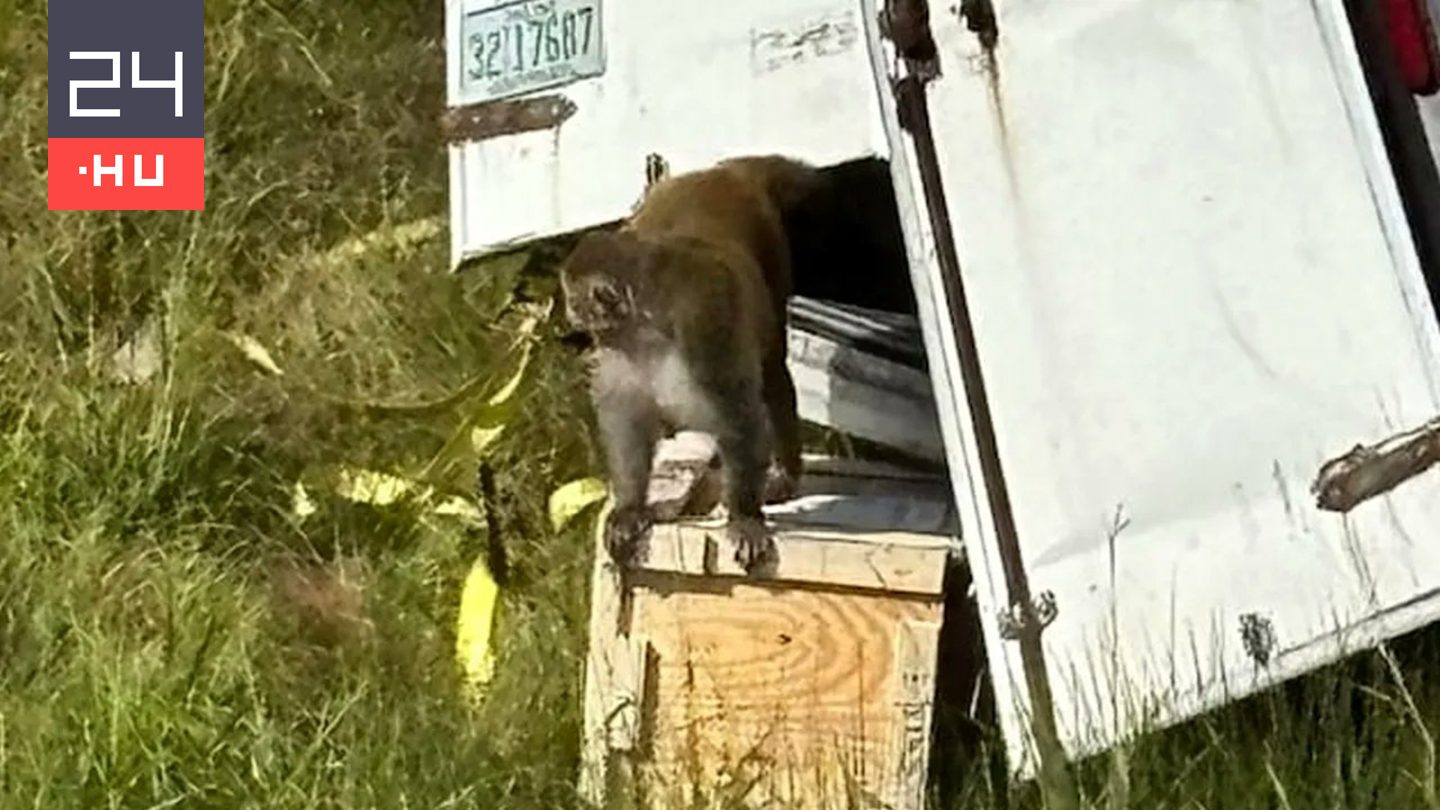Agresszív, fertőzött majmok szabadulhattak el Mississippiben