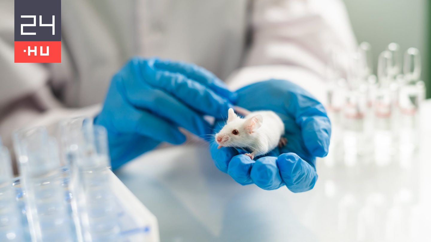 Egerekbe vezettek be egy neandervölgyi gént, teljesen átalakultak az állatok