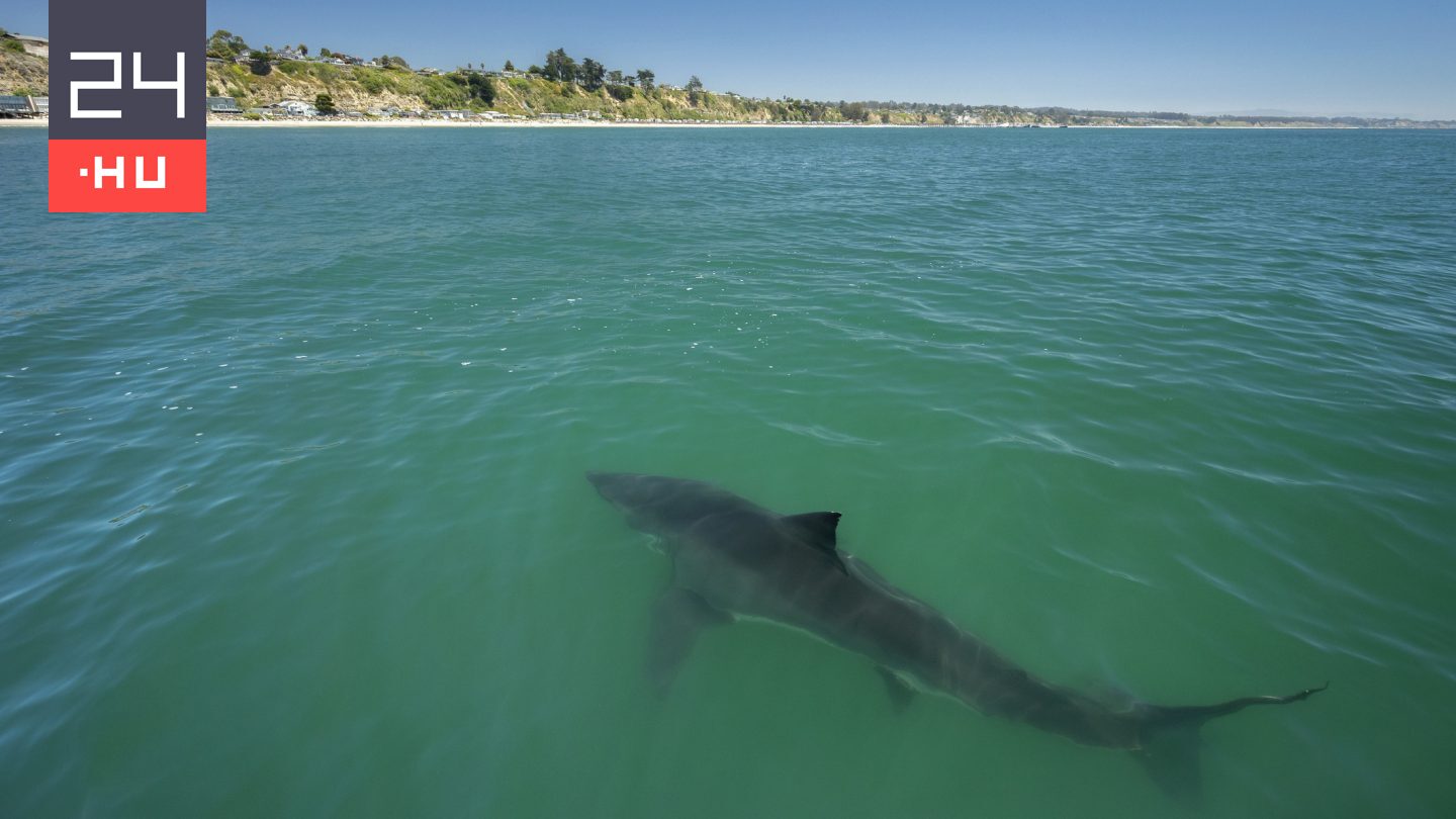 „Segítség… megharaptak” – ártalmatlannak hitt cápák csapata falt fel egy turistát Izraelben