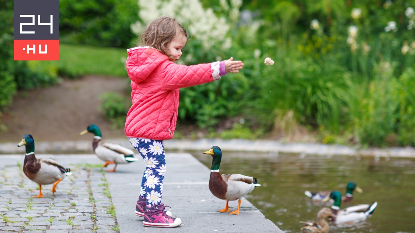 Belehalhatnak a vadkacsát, ha etetjük őket