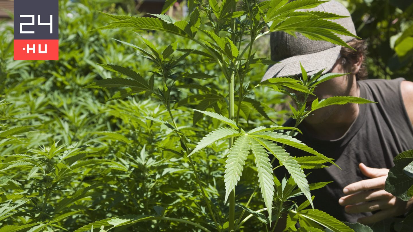 Kannabisz alapú gyógyszer segíthet a hátfájás leküzdésében