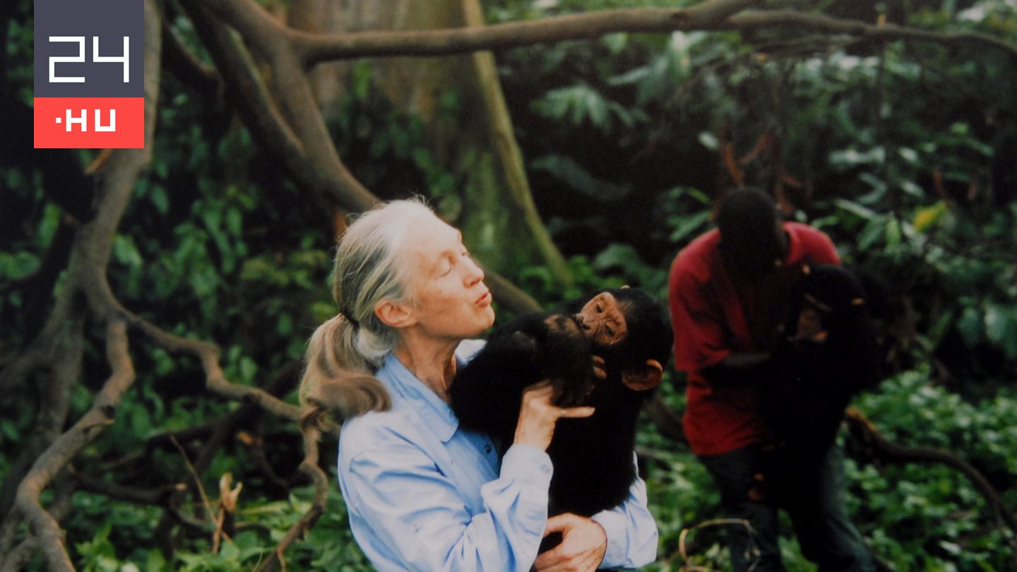 Egy élet a csimpánzok és a természet szolgálatában – Jane Goodall élete képekben