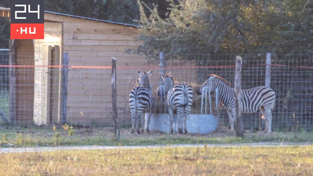 Hadházy közzétette a hatvanpusztai zebrák engedélykérelmeit, miután Orbán anyja tagadta a létezésüket