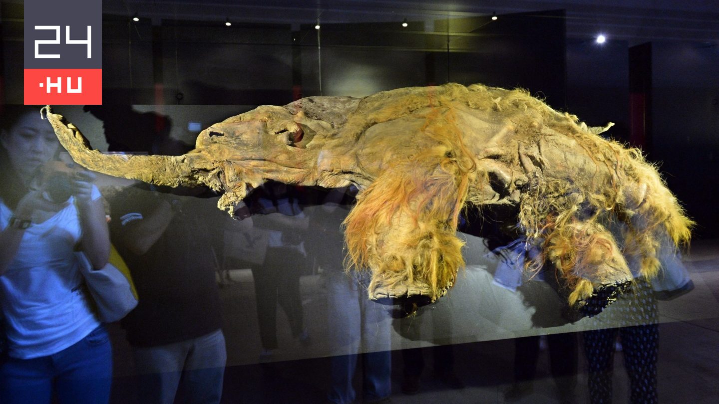 Először sikerült kinyerni egy mamut RNS-ét