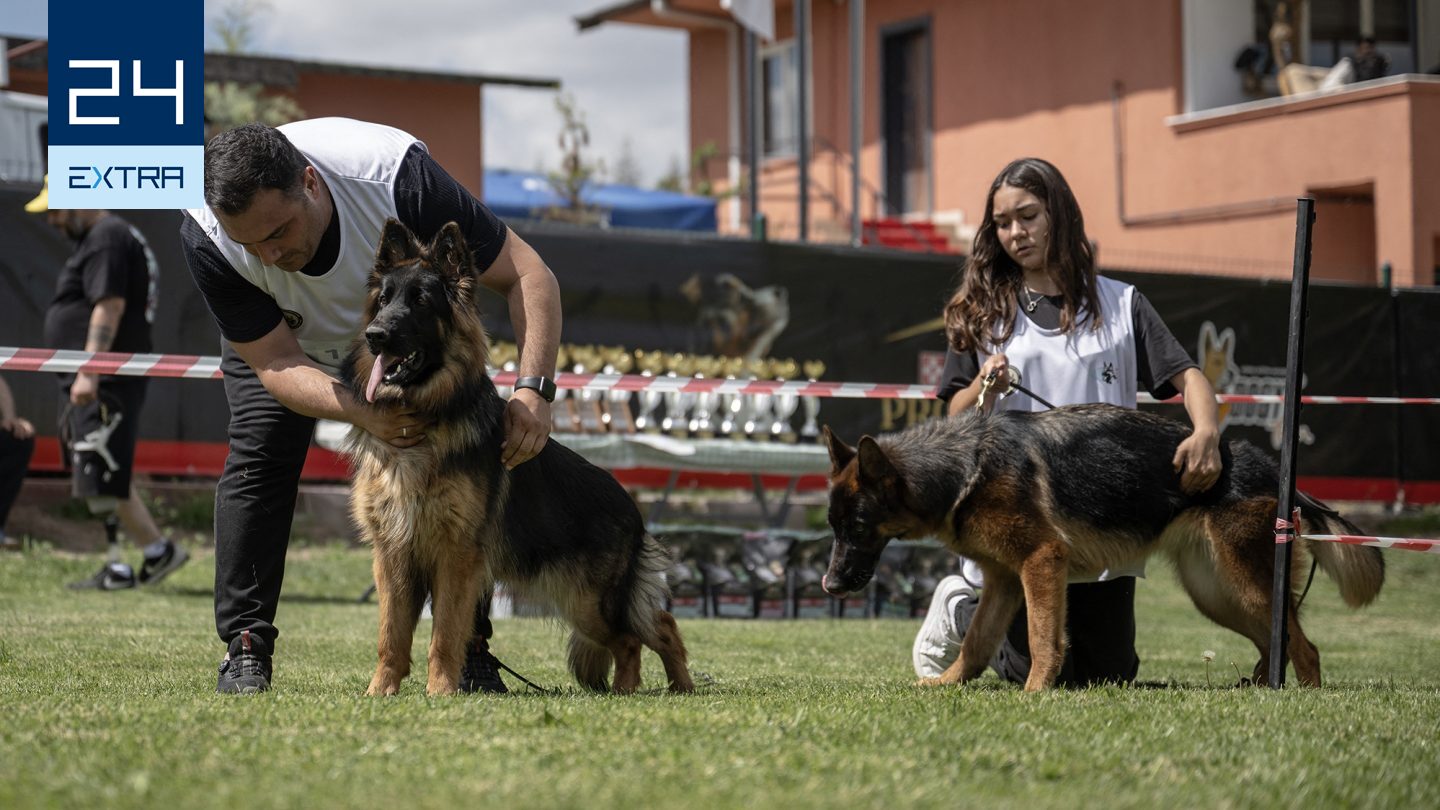 Egy farkas egyszer csak kutyát szült?