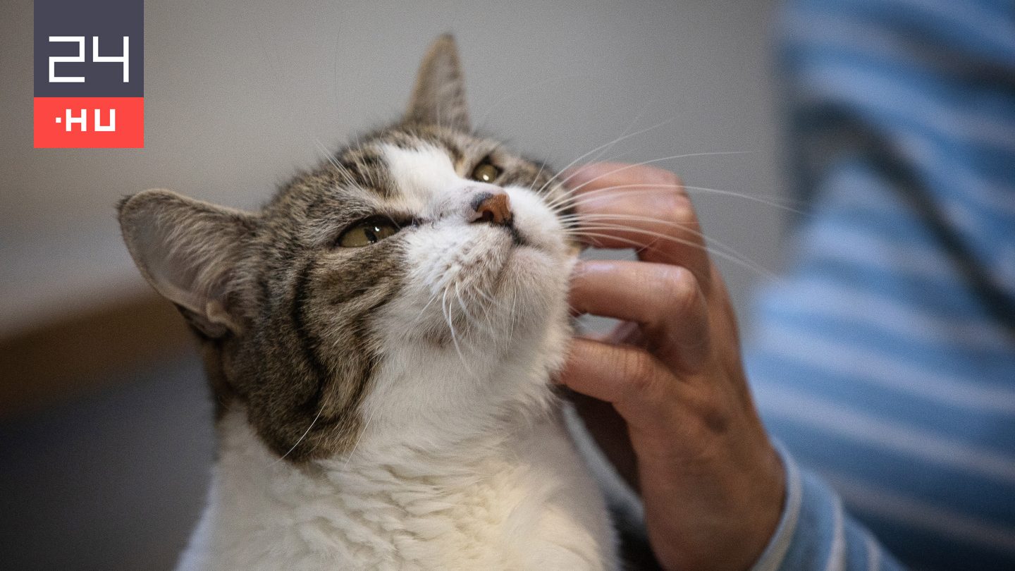 Marci cica kútba esett, de kimentették