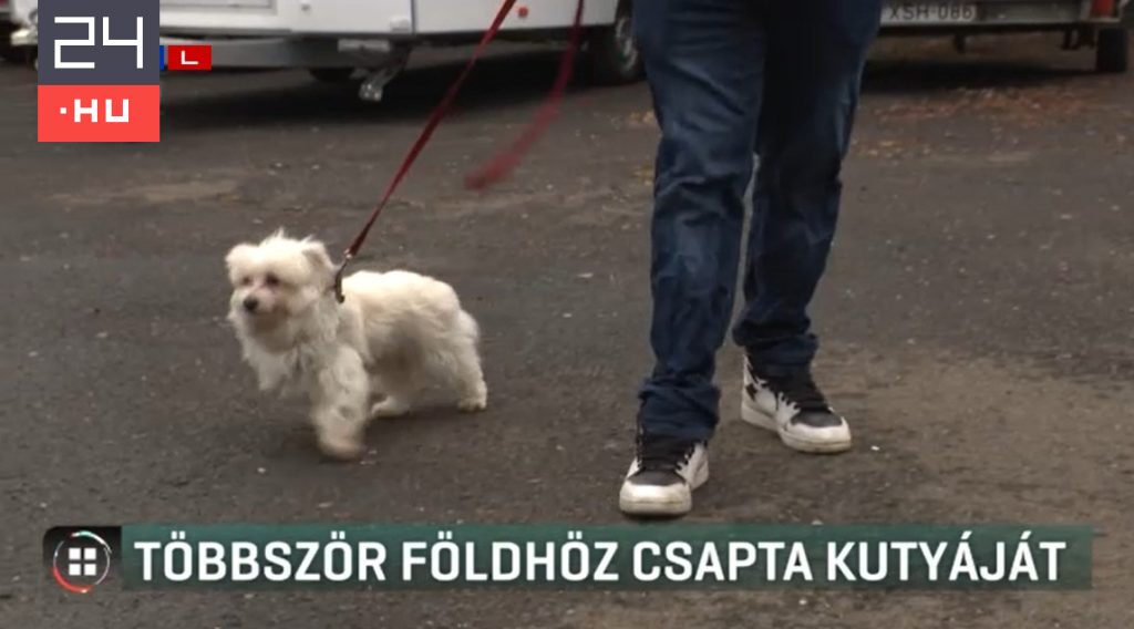 Többször is földhöz csapta a kutyáját egy férfi Újpesten