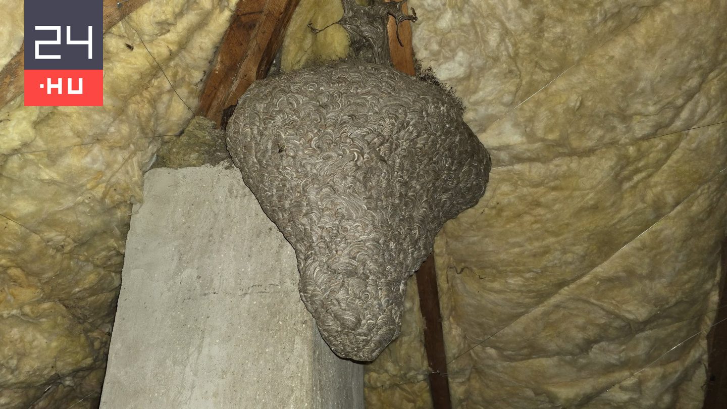 Hemzsegtek a darazsak a dévaványai ház kéményénél – megdöbbentő volt, amit a kamerakép mutatott a padláson