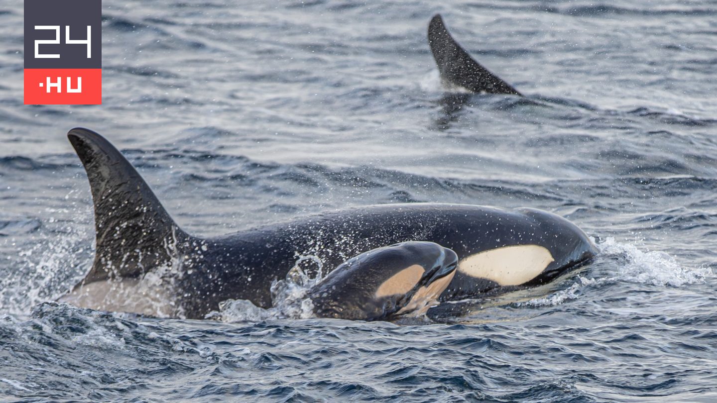Először sikerült felvenni, ahogy világra jön egy vadon élő kardszárnyú delfin