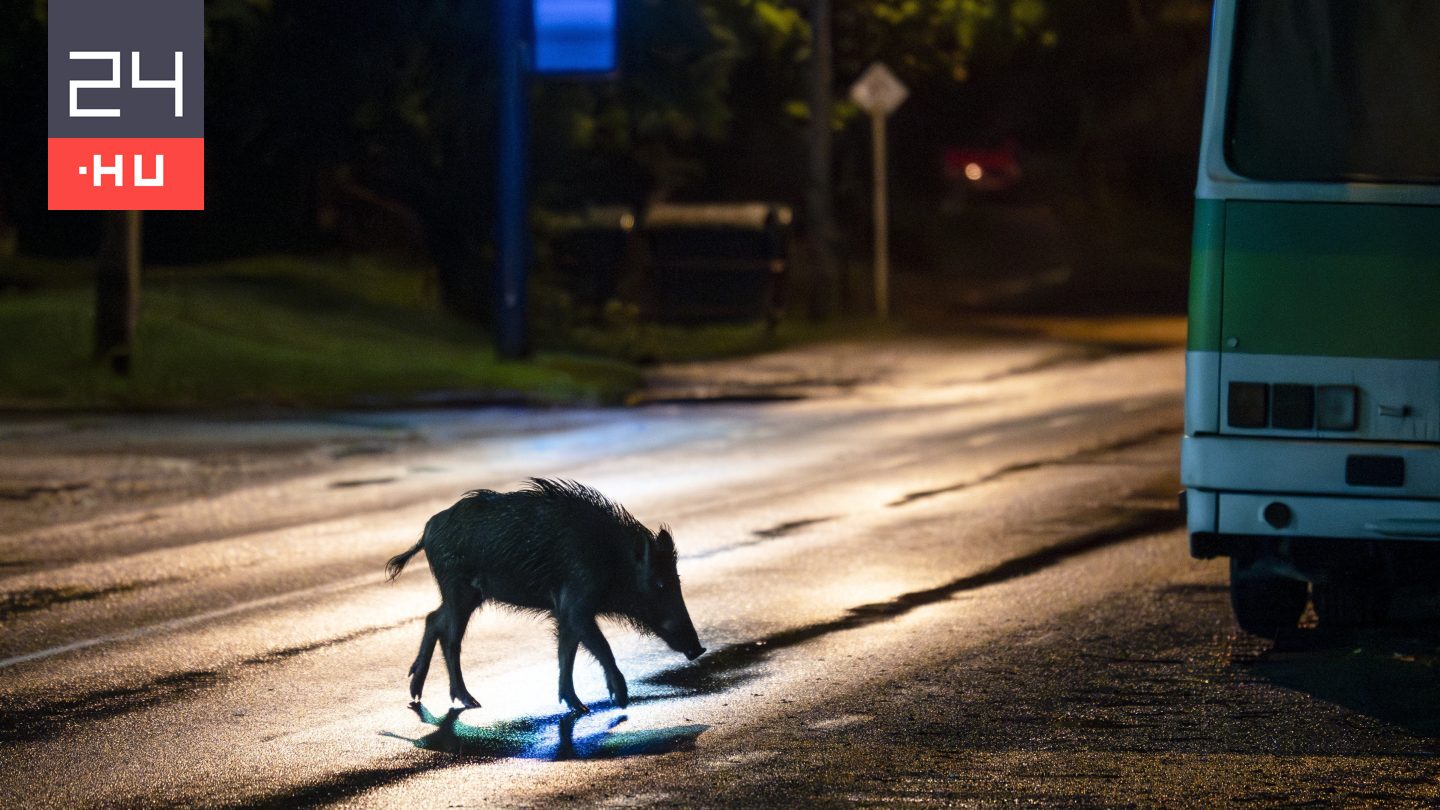 Szigorú korlátozás alatt a Szentendrei-sziget: afrikai sertéspestist mutatta ki egy elhullott vaddisznóban