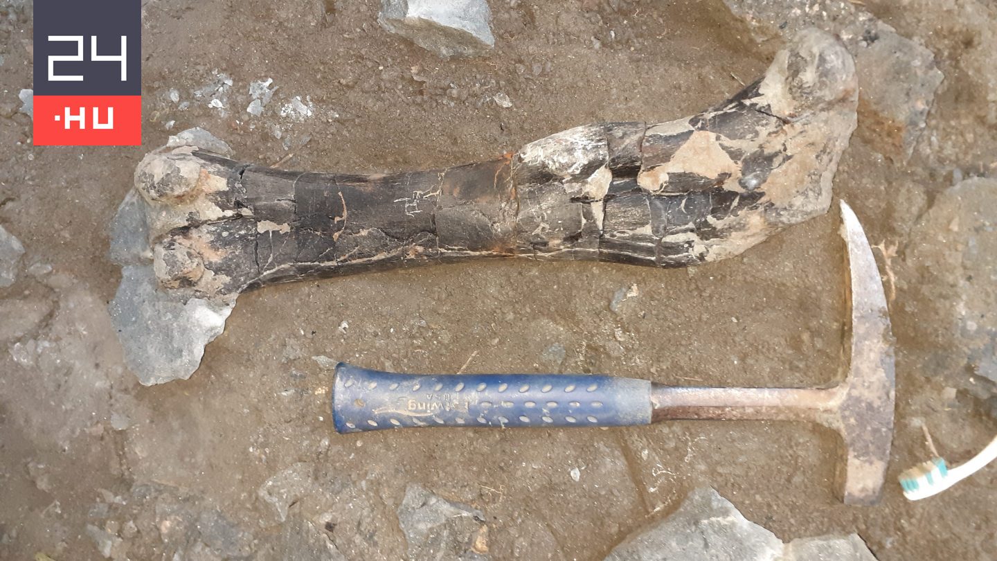 Több száz dinoszauruszcsontot találtak Erdélyben