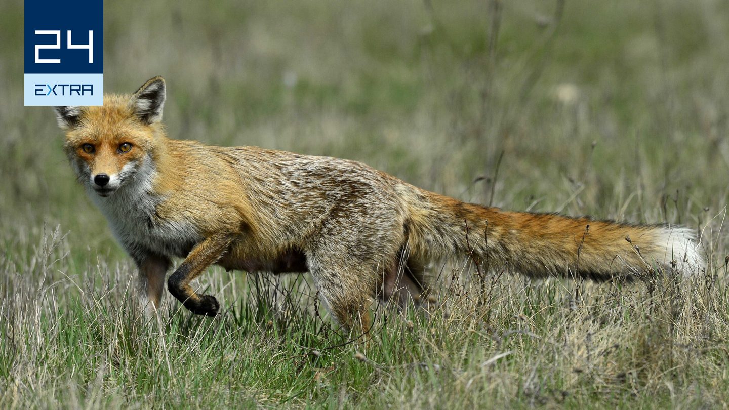 Megmentsük a sérült rókát, vagy hagyjuk a sorsára?