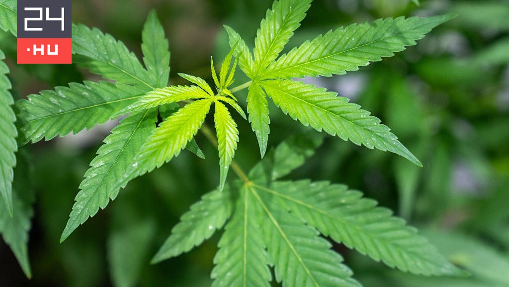 Családi kannabiszbizniszt számol fel a rendőrség
